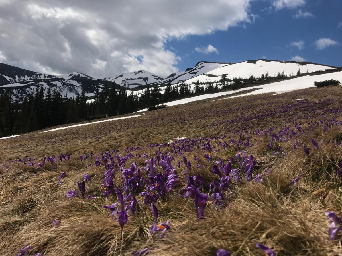Alpin Eco Chalet & Wellness 드라고브라트 외부 사진